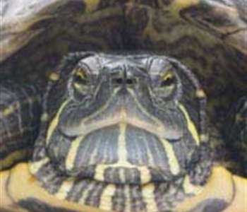 Image of your reptile deserves terarep award winning products